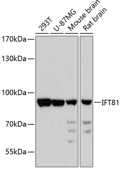 IFT81 Antibody