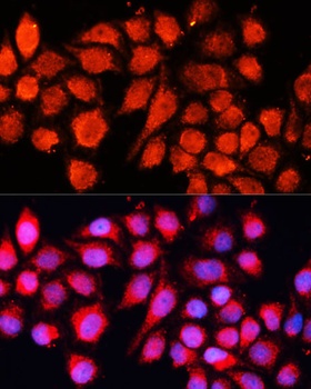 MRPS28 Antibody