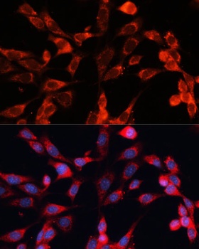 MRPS28 Antibody