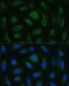 SIGLEC9 Antibody