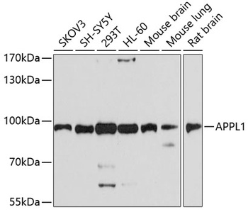 APPL1 Antibody