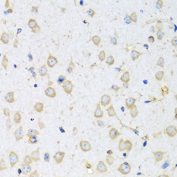 COTL1 Antibody