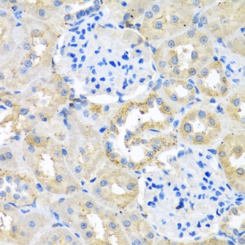 COTL1 Antibody