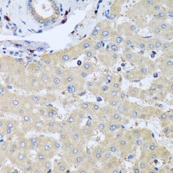 COTL1 Antibody