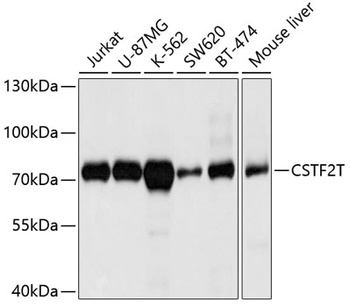 CSTF2T Antibody