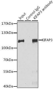 KIFAP3 Antibody