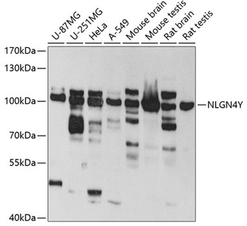 NLGN4Y Antibody