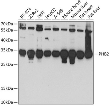 PHB2 Antibody