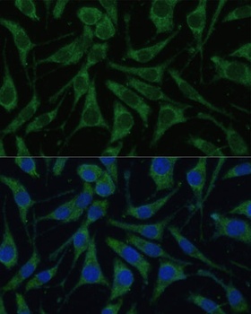 PHB2 Antibody