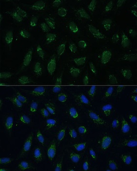 PHB2 Antibody