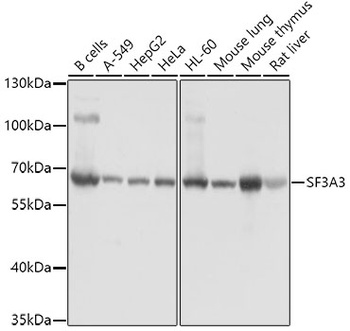 SF3A3 Antibody