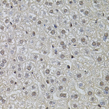 POP4 Antibody