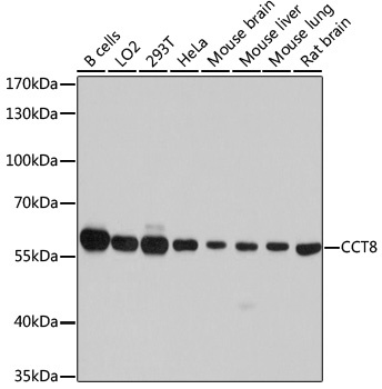 CCT8 Antibody