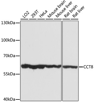 CCT8 Antibody
