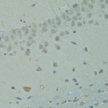 IVNS1ABP Antibody