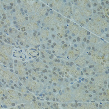 IVNS1ABP Antibody