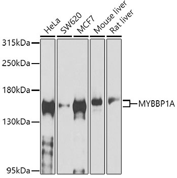 MYBBP1A Antibody