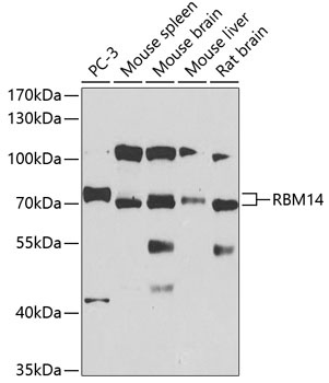 RBM14 Antibody