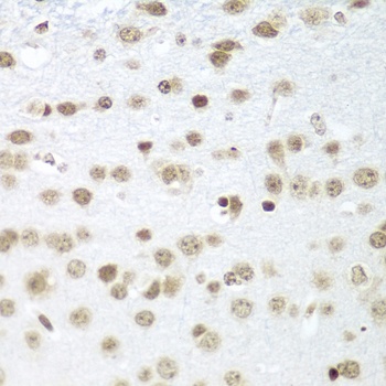 SAP18 Antibody