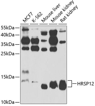 HRSP12 Antibody
