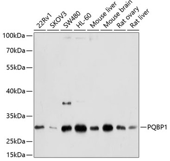 PQBP1 Antibody