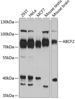 ABCF2 Antibody