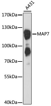 MAP7 Antibody