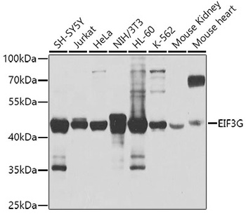 EIF3G Antibody