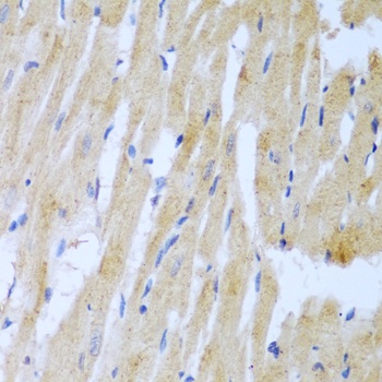 UBE2L3 Antibody