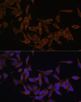 UBE2L3 Antibody