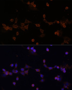 UBE2L3 Antibody