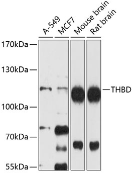 THBD Antibody