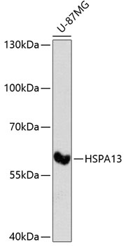 HSPA13 Antibody