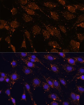 HSPA13 Antibody