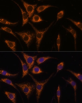 HSPA13 Antibody