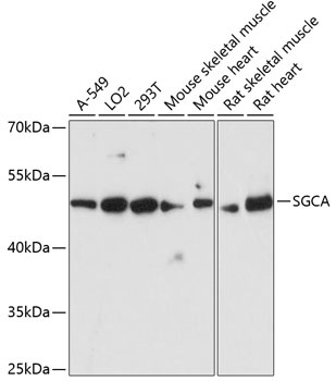 SGCA Antibody