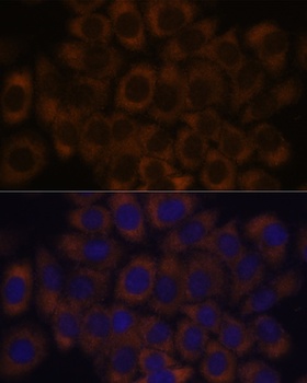 RPL23A Antibody