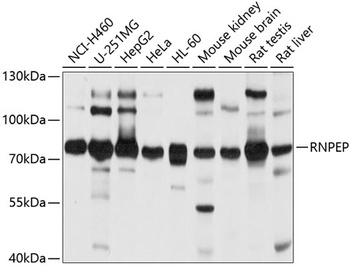 RNPEP Antibody