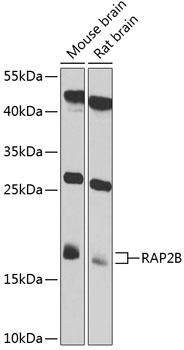 RAP2B Antibody