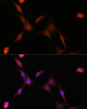 PSMA7 Antibody