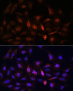 PSMA7 Antibody