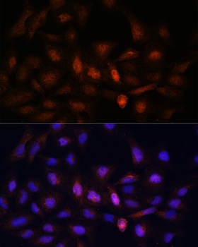 PSMA7 Antibody