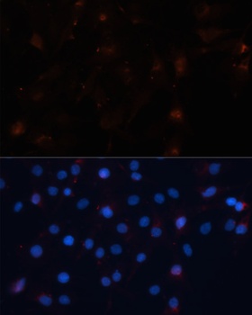 UBL3 Antibody