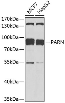 PARN Antibody