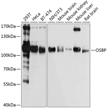OSBP Antibody