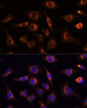 NUCB1 Antibody