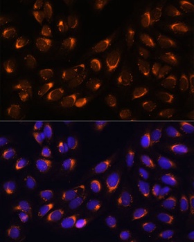 NUCB1 Antibody