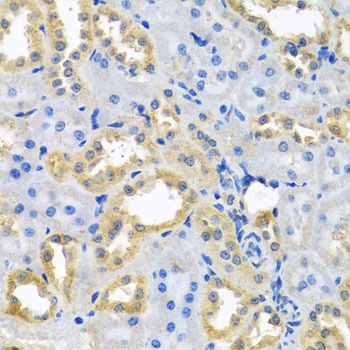 NDUFB10 Antibody