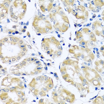 NDUFB10 Antibody