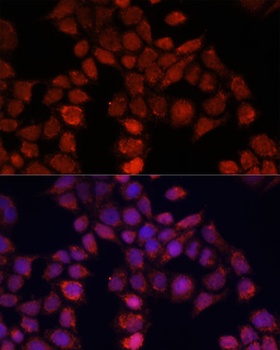 MOV10 Antibody